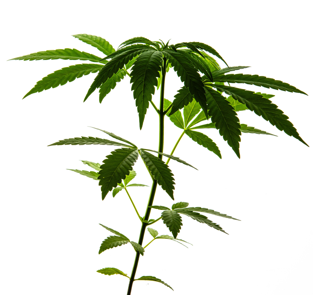 Cannabis plant specimen
